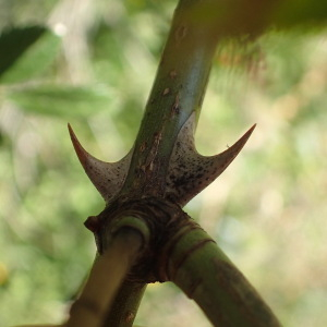 Photographie n°2488209 du taxon Rosa elliptica Tausch [1819]