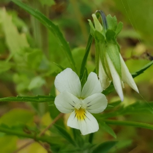 Photographie n°2488228 du taxon Viola arvensis Murray