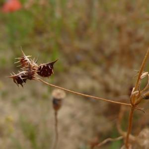 Photographie n°2488249 du taxon Ranunculus arvensis L. [1753]