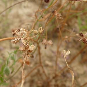 Photographie n°2488250 du taxon Ranunculus arvensis L. [1753]