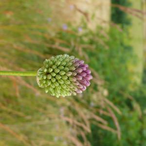 Photographie n°2488259 du taxon Allium sphaerocephalon subsp. sphaerocephalon