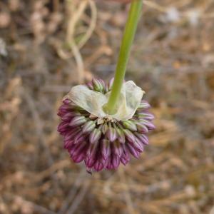  - Allium sphaerocephalon subsp. sphaerocephalon