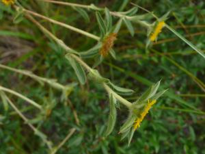 lorichin, le 18 juin 2021 (Mirepoix (la Baraque))
