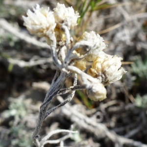 Photographie n°2488275 du taxon Helichrysum stoechas (L.) Moench [1794]