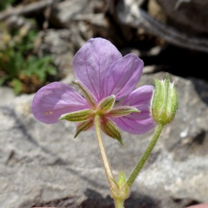 Photographie n°2488289 du taxon Erodium foetidum (L.) L'Hér. [1802]