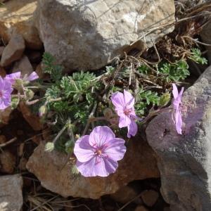 Photographie n°2488295 du taxon Erodium foetidum (L.) L'Hér. [1802]