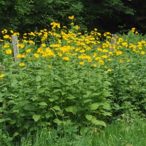 Photographie n°2488303 du taxon Doronicum austriacum Jacq. [1774]