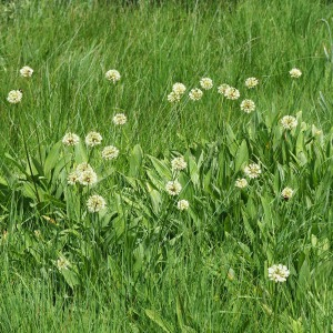 Photographie n°2488309 du taxon Allium victorialis L. [1753]