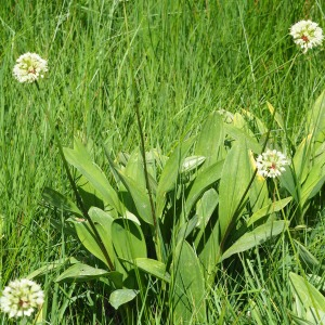 Photographie n°2488311 du taxon Allium victorialis L. [1753]