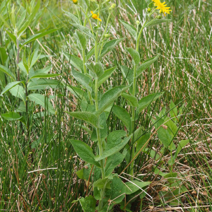 Photographie n°2488320 du taxon Doronicum austriacum Jacq. [1774]