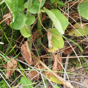 Photographie n°2488321 du taxon Doronicum austriacum Jacq. [1774]