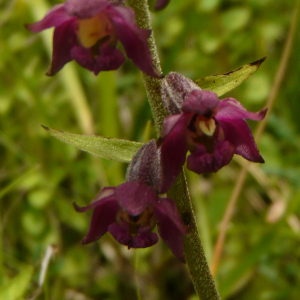 Photographie n°2488332 du taxon Epipactis atrorubens (Hoffm.) Besser [1809]