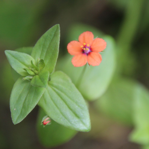 Photographie n°2488344 du taxon Lysimachia arvensis (L.) U.Manns & Anderb. [2009]