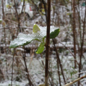 Photographie n°2488347 du taxon Lonicera periclymenum L. [1753]