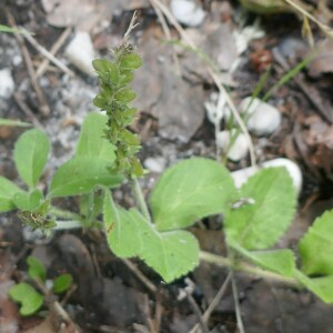 Photographie n°2488354 du taxon Veronica officinalis L. [1753]