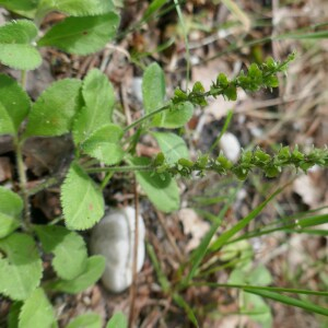 Photographie n°2488355 du taxon Veronica officinalis L. [1753]