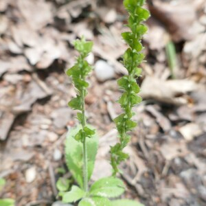 Photographie n°2488356 du taxon Veronica officinalis L. [1753]