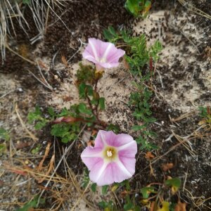 Photographie n°2488368 du taxon Convolvulus soldanella L. [1753]