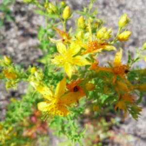 Photographie n°2488398 du taxon Hypericum perforatum L. [1753]