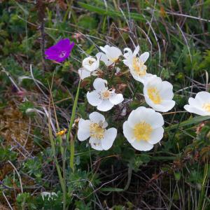 Photographie n°2488401 du taxon Rosa spinosissima L. [1753]