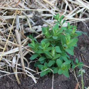 Photographie n°2488414 du taxon Hypericum perforatum L. [1753]