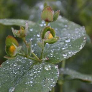 Photographie n°2488415 du taxon Hypericum androsaemum L. [1753]