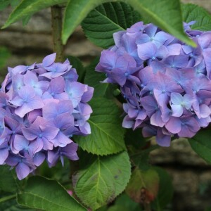 Photographie n°2488416 du taxon Hydrangea macrophylla (Thunb.) Ser. [1830]