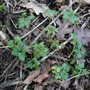 Photographie n°2488428 du taxon Geranium robertianum L. [1753]