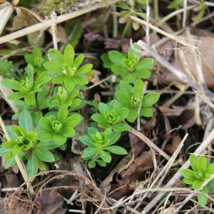 Photographie n°2488431 du taxon Galium odoratum (L.) Scop. [1771]