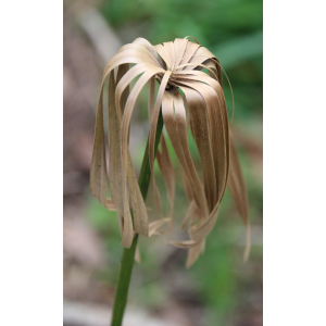 Cyperus involucratus Rottb. (Souchet)