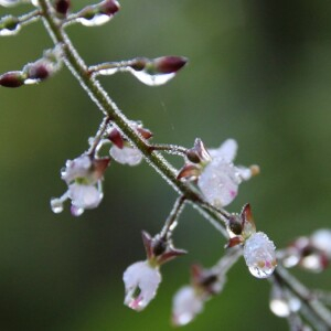 Photographie n°2488460 du taxon Circaea lutetiana L. [1753]