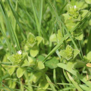 Photographie n°2488463 du taxon Cerastium glomeratum Thuill. [1799]