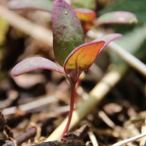  - Atriplex hortensis L. [1753]