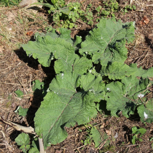 Photographie n°2488481 du taxon Arctium lappa L. [1753]