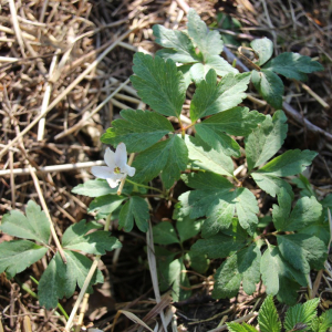 Photographie n°2488483 du taxon Anemone nemorosa L. [1753]