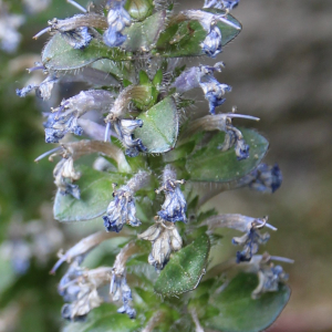 Photographie n°2488489 du taxon Ajuga reptans L. [1753]