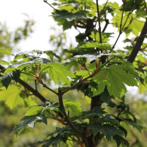 Photographie n°2488491 du taxon Acer pseudoplatanus L. [1753]