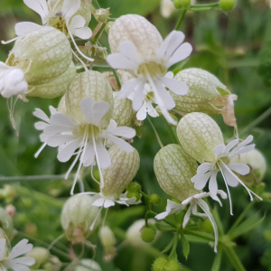 Photographie n°2488498 du taxon Silene vulgaris (Moench) Garcke