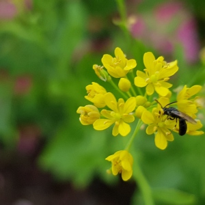 Photographie n°2488500 du taxon Rorippa austriaca (Crantz) Besser