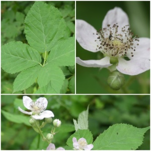 Photographie n°2488546 du taxon Rubus ulmifolius Schott