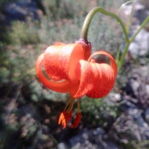 Photographie n°2488580 du taxon Lilium pomponium L.