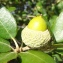  Alain Bigou - Quercus ilex subsp. ballota (Desf.) Samp. [1909]
