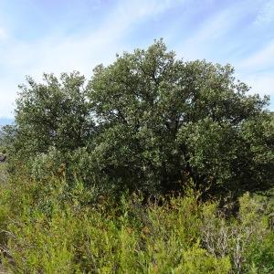 Photographie n°2488595 du taxon Quercus ilex subsp. ballota (Desf.) Samp. [1909]