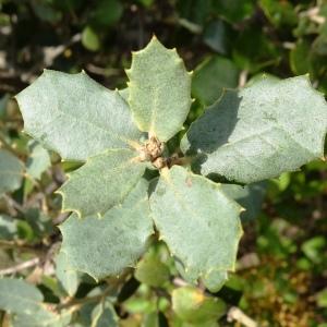 Photographie n°2488596 du taxon Quercus ilex subsp. ballota (Desf.) Samp. [1909]