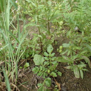 Photographie n°2488649 du taxon Veronica anagalloides Guss.