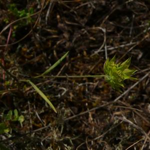 Photographie n°2488727 du taxon Bupleurum baldense Turra