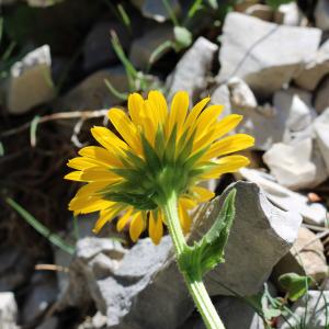 Photographie n°2488772 du taxon Doronicum grandiflorum Lam.