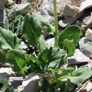 Photographie n°2488773 du taxon Doronicum grandiflorum Lam.