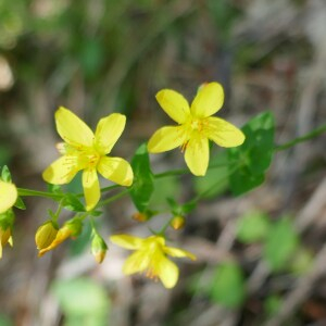 Photographie n°2488849 du taxon Hypericum pulchrum L. [1753]