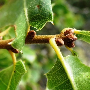 Photographie n°2488871 du taxon Quercus coccifera L.